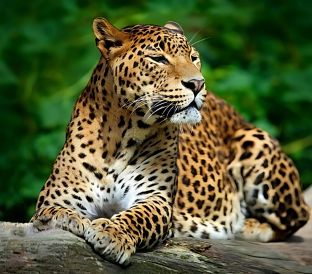 Wilpattu National Park